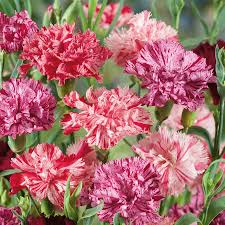 200+ Picotee Mix Carnation Seeds – Ruffled Bi-Color Blooms for Garden Planting, Fragrant Cut Flowers for Beds & Bouquets – USA