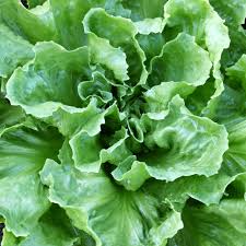 1g Endive Broadleaf Batavian Seeds Cichorium endivia | Heirloom Salad Green, Mild Flavor, Cold Hardy, Easy to Grow