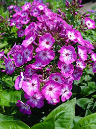100+ Purple Volcano Phlox Seeds – Vibrant Cluster Blooms for Garden Planting, Fragrant Perennials for Borders & Pollinators – USA