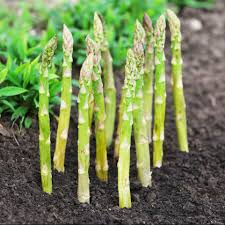Asparagus Mary Washington Seeds – 1g for Planting, Heirloom Variety, Tender Spears, Perennial, High Yield, Garden & Container