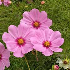 1g Cosmos Gloria Seeds, Bright and Hardy Annual Wildflower, Pollinator-Friendly Garden Favorite