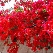 Spectabilis Red Bougainvillea Starter Plant | Rare & HTF | Well-Rooted Plant Plug | Vibrant Red Blooms | Indoor and Outdoor | Tropical