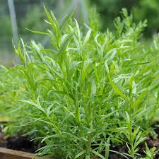 1500 Seeds Russian Tarragon (Artemisia dracunculoides) – Hardy Culinary Herb for Flavorful Dishes
