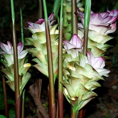 Rare White Turmeric Live Plant - Curcuma Zedoaria, 5"-10" Tall, Flowering Ginger Root, , USA Seller
