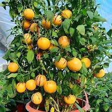 Pepino Melon Plant Cutting | Sweet Golden Ginseng Fruit | Live Starter Plant with Pot | Bushy, Perennial & Evergreen