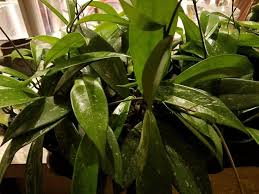 Hoya Pubicalyx Starter Plant - Mottled-Silver Leaf Wax Plant, 5" Tall - Tropical Vining Houseplant with Stunning Foliage & Fragrant Blooms