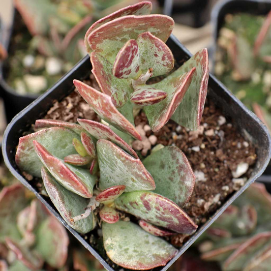 Adromischus Maculatus ‘Calico Hearts’ – 1 Live Succulent Plant, Spotted Chocolate Drop