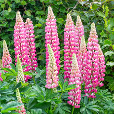 Lupinus ‘Chatelaine Pink’ Lupine Seeds – 25+ Elegant Pink Blooms for Pollinator Gardens