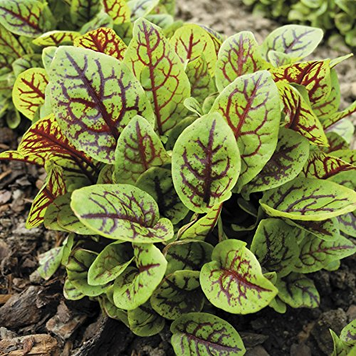 500 Red Veined Sorrel Seeds - Rumex sanguineus, Tangy Heirloom Green for Salads & Garnis