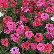 100 Seeds Verbena Moss Sweetheart Kisses (Verbena hybrida) Perennial Flowers for Butterflies & Bees, Vibrant Garden Blooms
