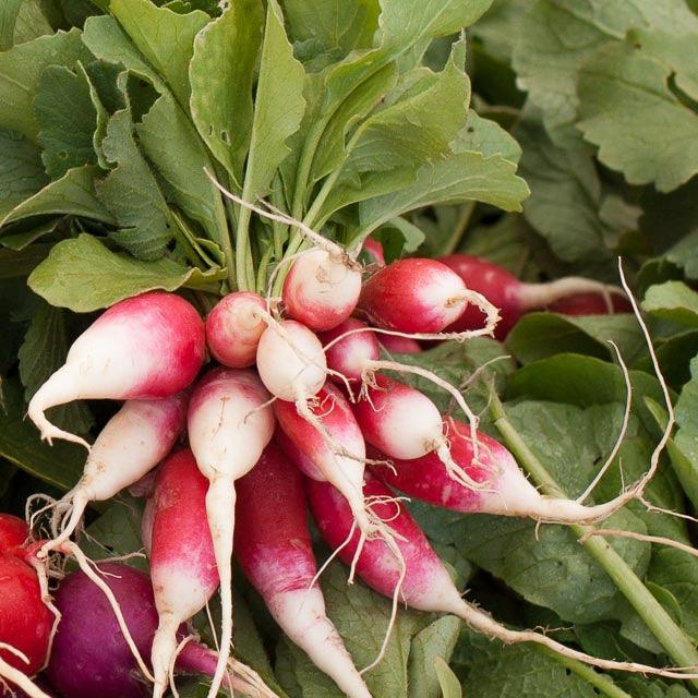 200 Seeds French Breakfast Radish (Raphanus sativus) – Crisp, Mild Flavor, Quick-Growing, Perfect for Salads and Snacking