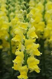 Antirrhinum majus Potomac Yellow Snapdragon Seeds – 1000+ Bright Yellow Blooms for Garden & Cut Flowers