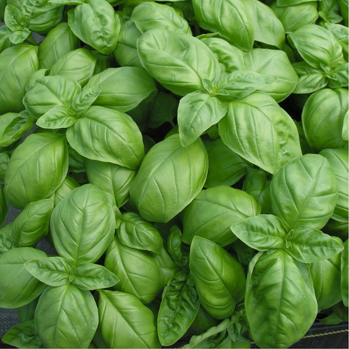 200 Sweet Basil Seeds – Ocimum basilicum – Aromatic Culinary Herb, Heirloom, Non-GMO, Fast Growing, Perfect for Pesto & Cooking