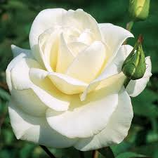 JFK White Rose Bush Cuttings, 6” Unrooted, Pure White Hybrid Tea Rose, Licorice Fragrance, Double Blooms, USDA Zones 7-10