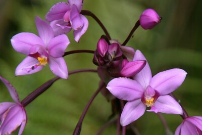 1 Spathoglottis plicata – Purple Lavender Ground Orchid Live Plant in 4” Pot – Tropical Perennial Orchid