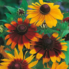 100mg Gloriosa Daisy Seeds, Rudbeckia hirta, Hardy Perennial with Vibrant Multicolored Blooms