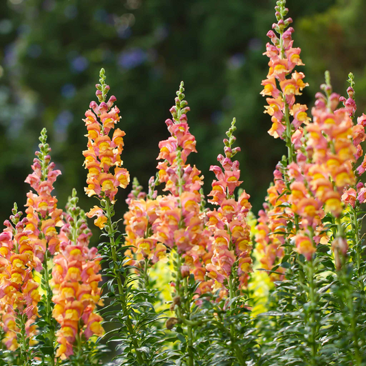 Antirrhinum majus Rocket Bronze Snapdragon Seeds – 1000+ Warm Copper-Toned Blooms for Garden & Cut Flowers