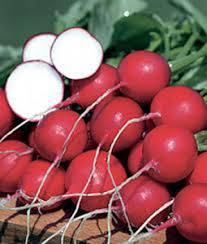 300 Champion Radish Seeds - Heirloom, Non-GMO, 1-2" Round Radishes, 6-8" Tall, Fast-Growing, USA Seller