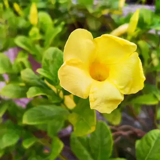 1 Yellow Allamanda - Bare Root Starter Live Plant 7-10” - Perennial Vine, Tropical Yellow Flowers