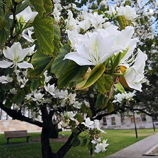 10 Bauhinia Alba Seeds | White Orchid Tree | Elegant Flowering Plant for Gardens