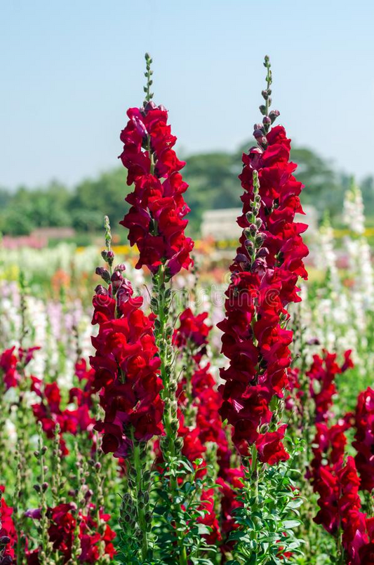 Antirrhinum majus Rocket Red Snapdragon Seeds – 1000+ Bold Red Blooms for Garden & Cut Flowers