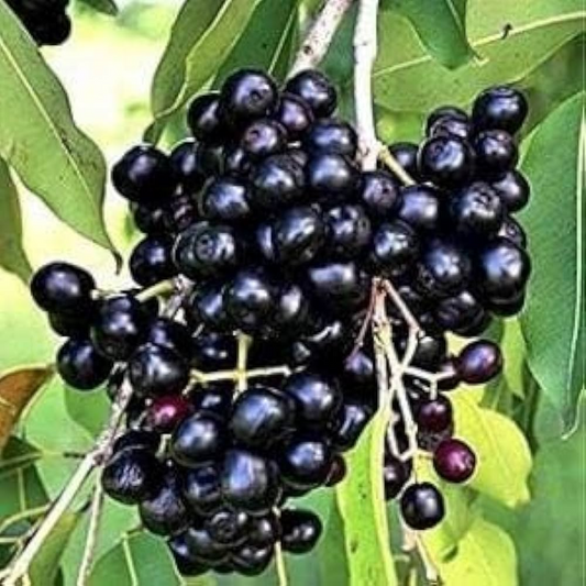 3 Jamun Jambul Fruit Tree Cuttings - Syzygium Cumini, Indian Wax Apple, Java Plum for Grafting - Unrooted 7-inch Cuttings