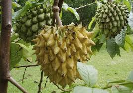 Rollinia Deliciosa 'Biriba' Tropical Tree | 4-7" Live Starter Plant | Sweet Lemon Meringue-Like Fruit | Rare Edible Exotic