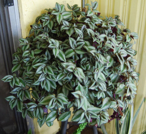 5 Unrooted Cuttings 4”-8” BIG Tradescantia Nanouk Rare "Pink Wandering Jew" | Beautiful Pink, White & Green Foliage, Easy to Propagate