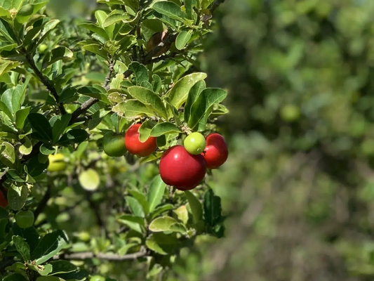 Acerola Starter Plant Seedling (Malpighia emarginata) - Live Fruit Tree 2′-3′ Tall - Guarani, Barbados, West Indian Cherry for Garden