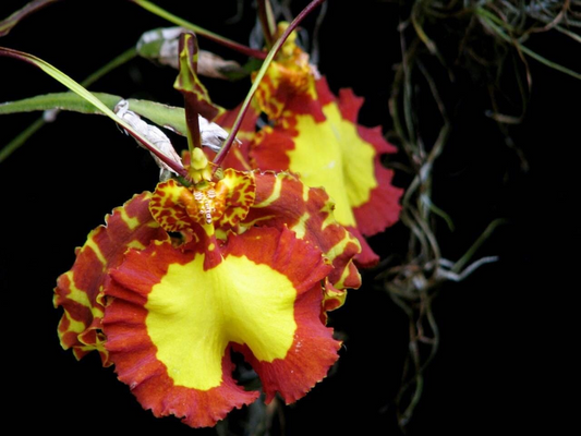 Psychopsis Mendenhall 'Hildos' FCC/AOS Orchid | Red/Yellow Cattleya | 2" Pot Live Orchid | Tropical Indoor/Outdoor Plant