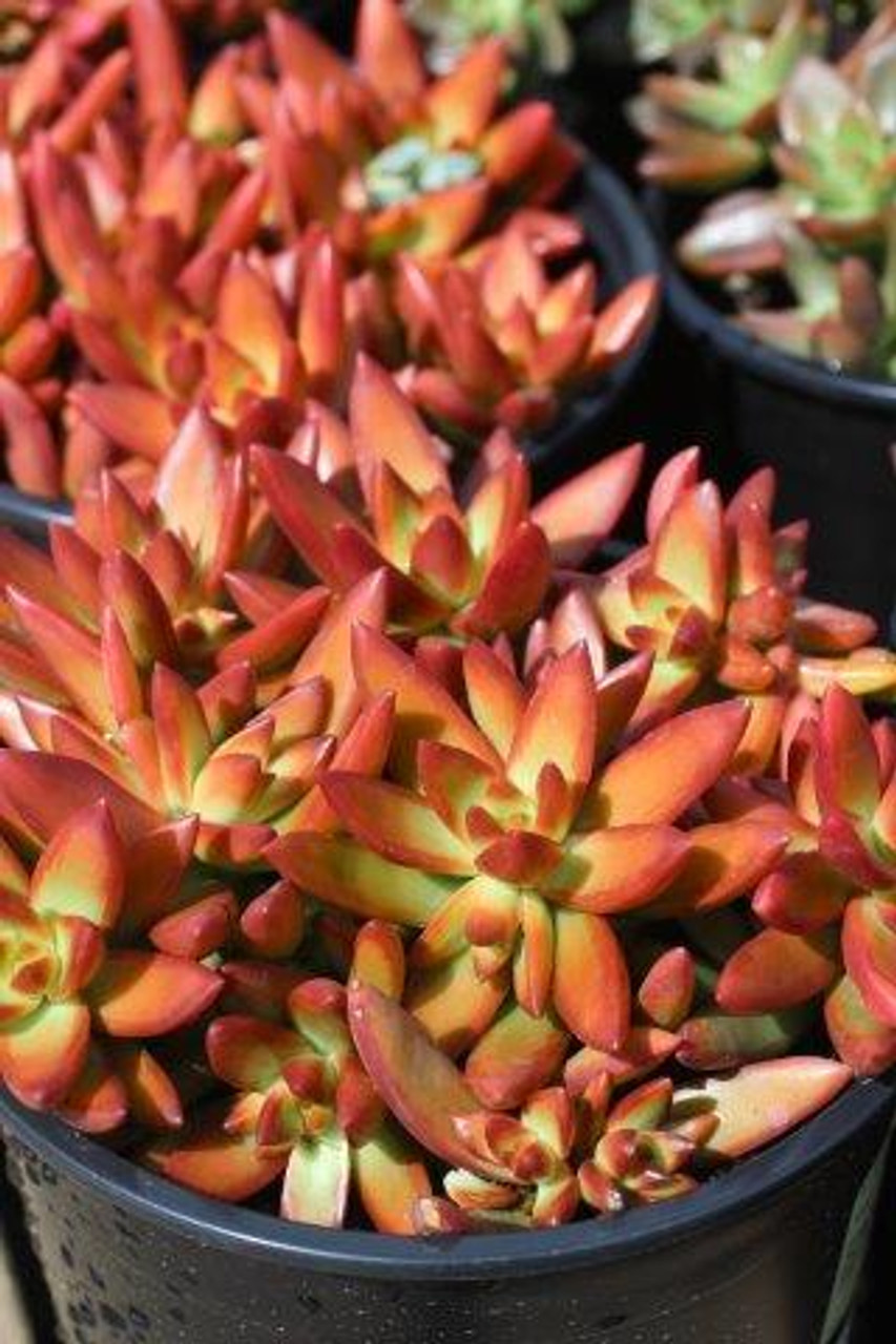 Sedum Adolphi Firestorm - 5 Live Cuttings, Yellow-Red Rosettes, Perfect for Succulent Gardens, USDA Zones 9-11