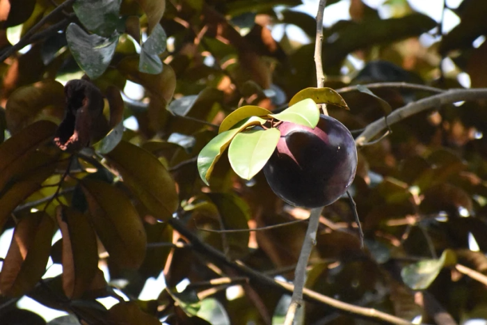 Caimito Purple Star Apple Tree | 3-6" Live Seedling | Exotic Tropical Fruit Plant in 2.5" Pot | Chrysophyllum cainito
