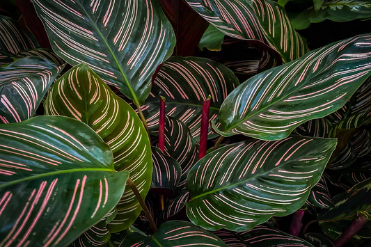 Calathea Ornata Starter Plant | Pinstripe Plant | Live Peacock Plant | Zebra Plant | Indoor Tropical Plant | USA Grown