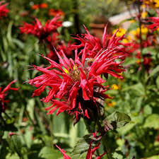 50 Bee Balm Scarlet Red Seeds | Monarda Didyma, Perennial, Hummingbird-Friendly, Non-GMO, Vibrant Red Blooms for Garden