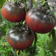 30 Black from Tula Tomato Seeds – Solanum lycopersicum – Heirloom Beefsteak, High-Yielding, Perfect for Slicing