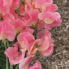 Just Janet Sweet Pea Seeds – 50+ Salmon-Pink Blooms – Climbing Vine for Trellises, Bouquets, Cottage Gardens & Romantic Garden Borders – USA