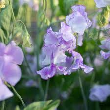 50+ Sir Jimmy Shand Sweet Pea Seeds – Lavender-Blue Fragrant Blooms for Garden Planting, Climbing Vines for Trellises – USA
