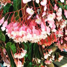 1 Torch Pink Angel Wing Begonia - Live Plant 10-12" Tall in 4" Pot - Stunning Foliage & Pink Blooms