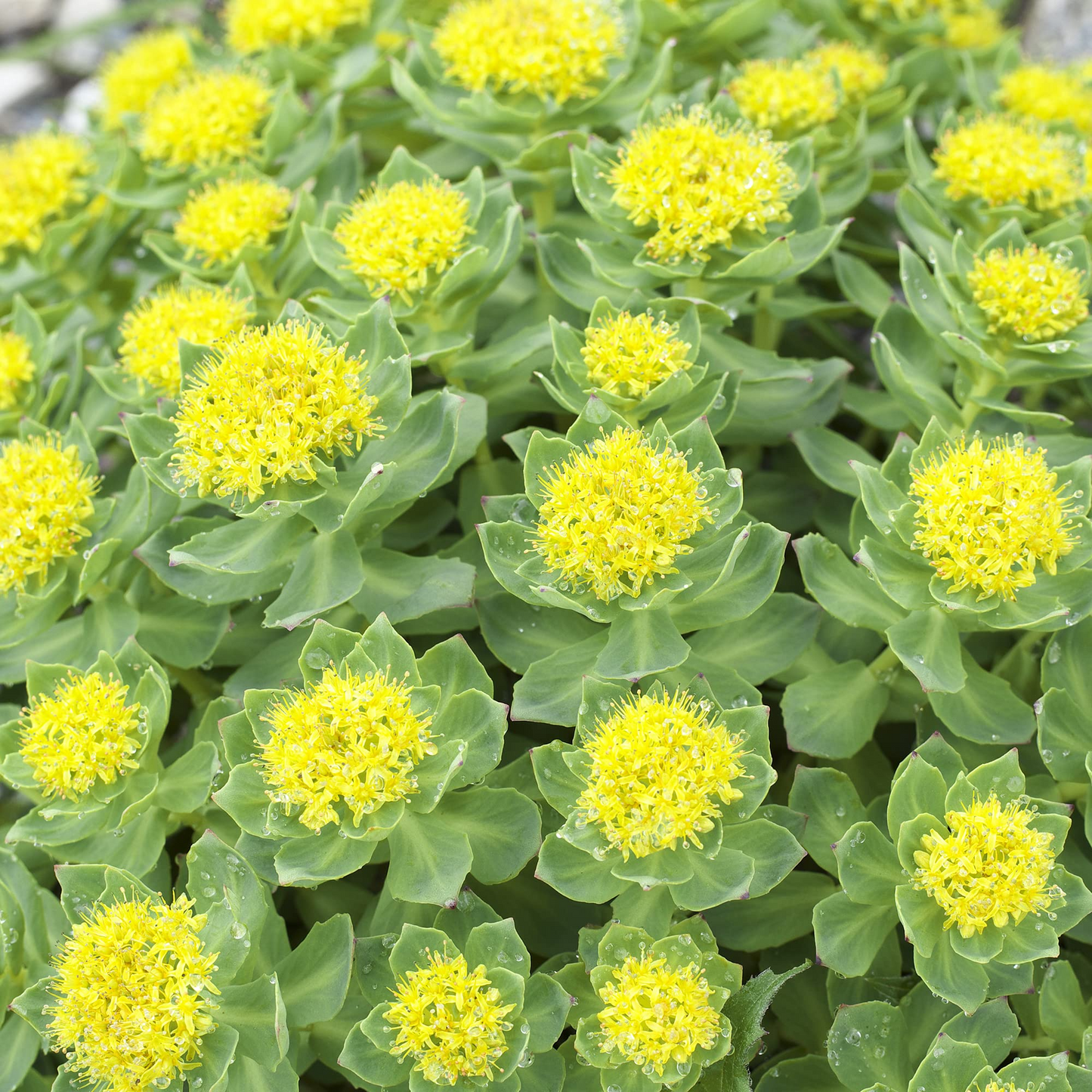 30 Roseroot Sedum Seeds | Rhodiola Rosea, Perennial Stonecrop, Herb, Hardy Ground Cover, Non-GMO