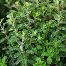 Marjoram Seeds – 100mg for Planting, Heirloom Variety, Fragrant & Mildly Sweet, Fast Growing, High Yield, Garden Container Herb