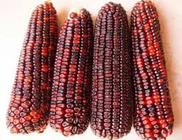 5g Corn Bloody Butcher Seeds | Zea mays | Heirloom Red Dent Corn | Non-GMO, Multi-Purpose & Hardy