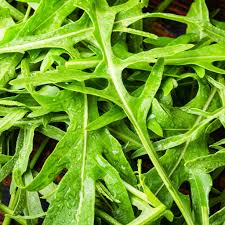 Arugula Seeds – 1g for Planting, Heirloom Variety, Fast Growing, Peppery & Tender Greens, High Yield, Cool Season Crop, Garden Container