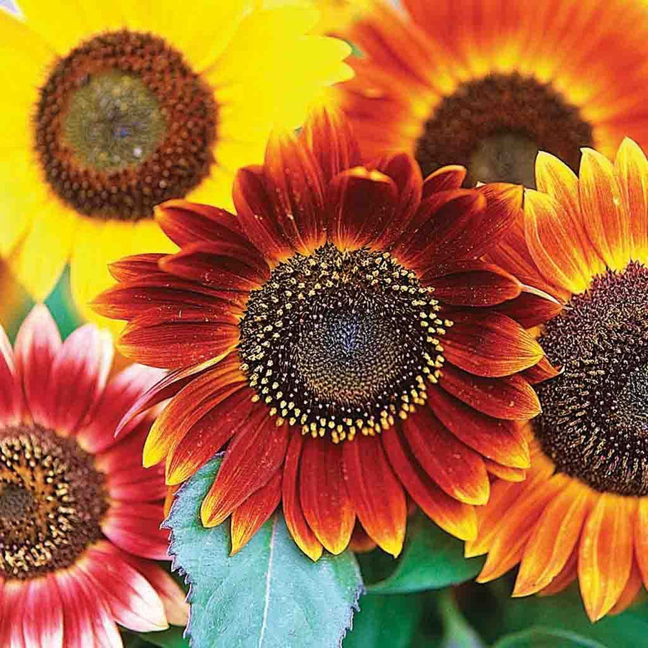 Autumn Beauty Sunflower Seeds – 1g for Planting, Mixed Fall Colors, Tall Heirloom Blooms, Pollinator-Friendly, Cut Flower Garden Favorite