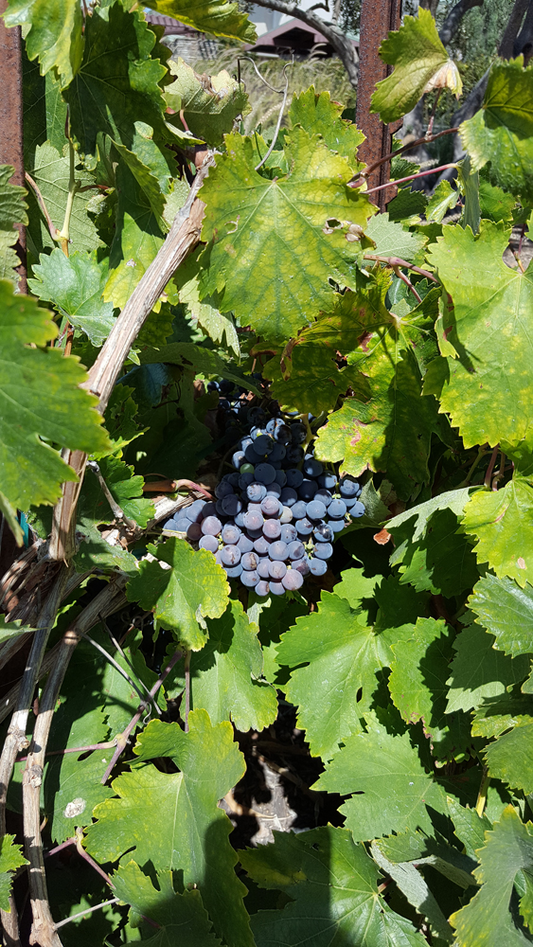 5 Mission Grape Unrooted Cuttings (6-12") - Historic California Variety from 1700s - Ideal for Mediterranean Climates