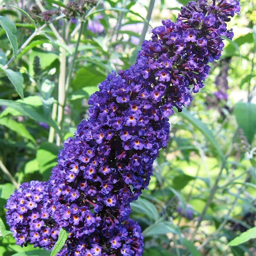 Buddleja Davidii | Purple Butterfly Bush | 7 Live 6” Unrooted Cuttings | Fast-Growing, Fragrant, Pollinator-Friendly Shrub