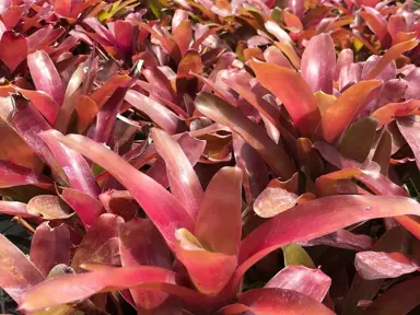 Neoregelia Bromeliad Super Fireball Cutting - 6" Red Serrate Foliage, Safe for Children