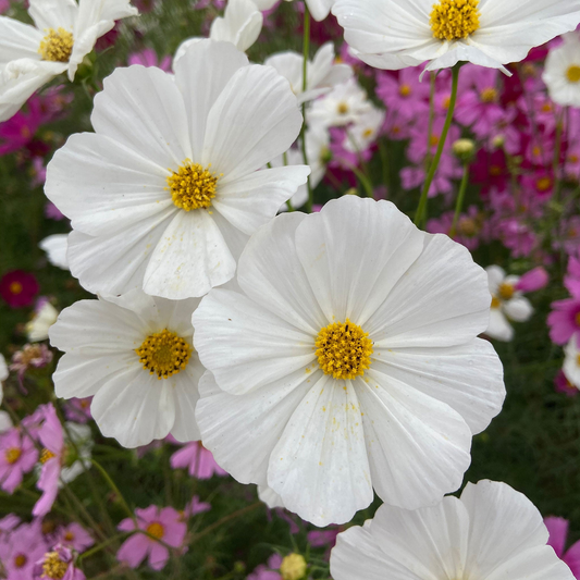1 Gram Seeds Cosmos Purity for Planting | Cosmos bipinnatus Elegant White Annual Flower for Gardens, Pollinator Habitats & Landscaping