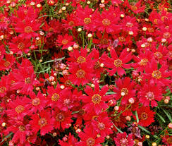 100mg Coreopsis Plains Dwarf Red Seeds, Coreopsis tinctoria, Compact Red Wildflower Blooms