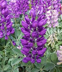 Lupinus ‘Cobb Mountain’ Lupine Seeds – 25+ Beautiful Purple Blooms for Garden Planting