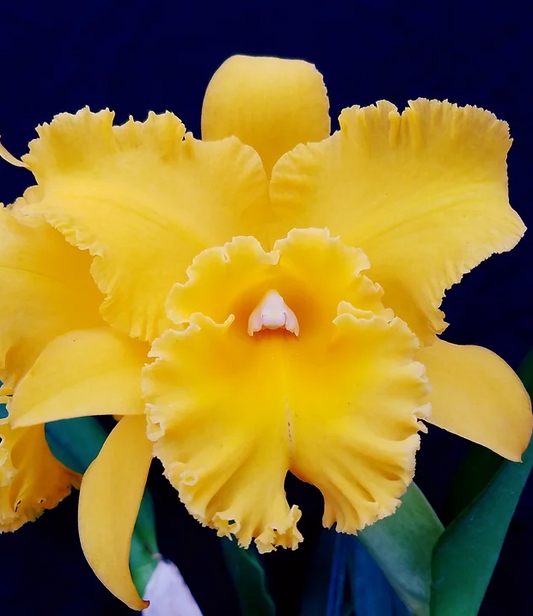 Rlc Lian Her Glory 'HER' x Village Chief Cunning Orchid | Live Tropical Cattleya Starter Plant in 3" Pot | Vibrant Yellow Blooms